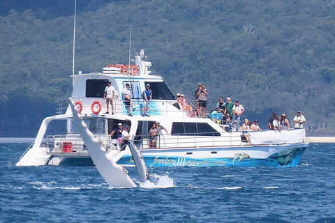 Three-Quarter Day Hervey Bay Premium Whale Watching Cruise - Cruises Travel 16