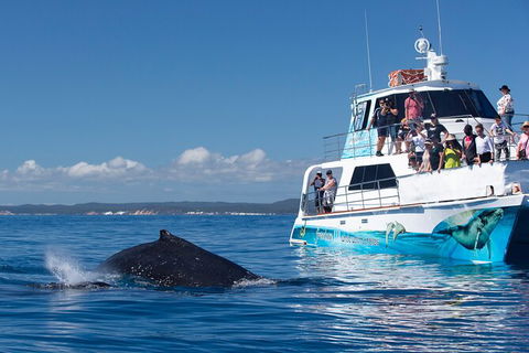 Three-Quarter Day Hervey Bay Premium Whale Watching Cruise - Cruises Travel 9