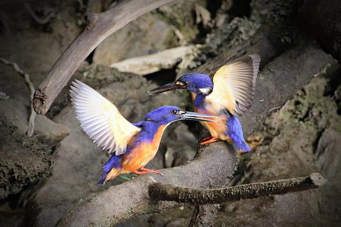 Daintree River Sunset Cruise - Travel Agents 1