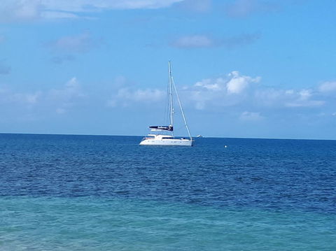 Afternoon Low Isles Snorkeling And Sailing Cruise From Port Douglas - Tourism Guide 7