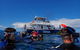 Hervey Bay Whale Swim And Watch - thumb 5