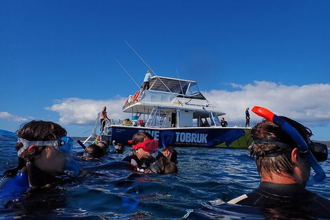 Hervey Bay Whale Swim And Watch - Cruises Travel 5