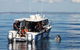 Hervey Bay Whale Swim And Watch - thumb 3