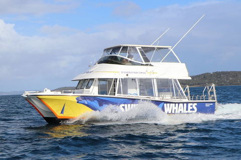 Hervey Bay Whale Swim And Watch - Cruises Travel 2