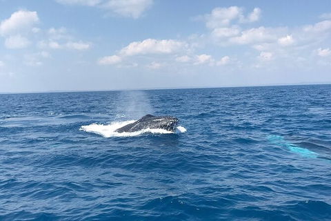 Hervey Bay Whale Swim And Watch - Cruises Travel 6