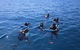 Hervey Bay Whale Swim And Watch - thumb 8