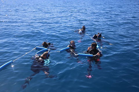 Hervey Bay Whale Swim And Watch - Cruises Travel 8