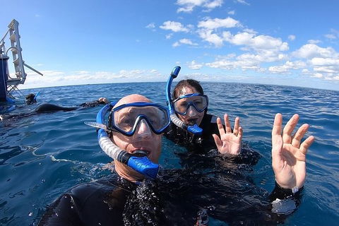 Hervey Bay Whale Swim And Watch - Cruises Travel 4