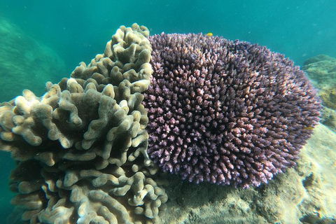 Whitehaven Beach Day Tour With Snorkel In Whitsundays Island - Tourism Guide 18
