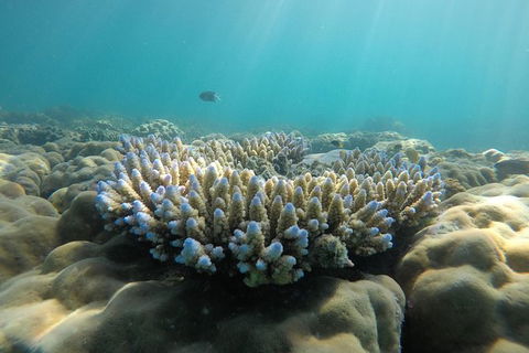 Whitehaven Beach Day Tour With Snorkel In Whitsundays Island - Tourism Guide 16