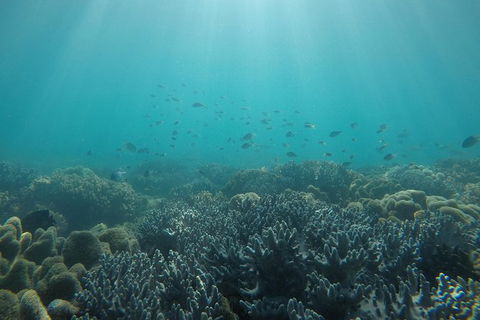 Whitehaven Beach Day Tour With Snorkel In Whitsundays Island - Tourism Guide 3