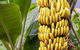 Atherton Tablelands Small-Group Food & Wine Tasting Tour From Port Douglas - thumb 28