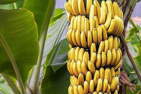 Atherton Tablelands Small-Group Food & Wine Tasting Tour From Port Douglas - Tourism Guide 28