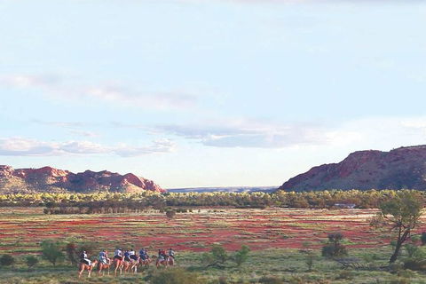 Alice Springs Camel Tour - Tourism Guide 3