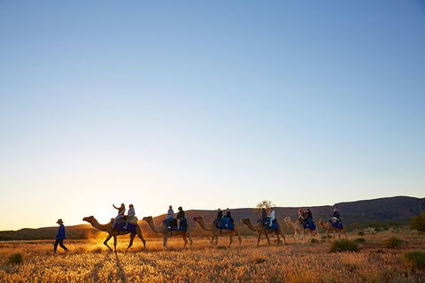 Alice Springs Camel Tour - Tourism Guide 9