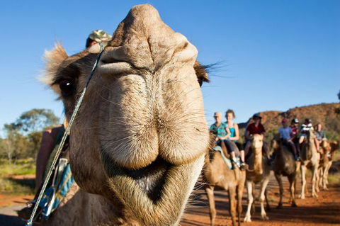 Alice Springs Camel Tour - Tourism Guide 10