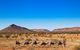 Alice Springs Camel Tour - thumb 5