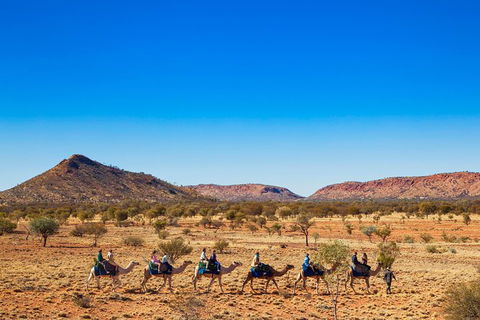 Alice Springs Camel Tour - Tourism Guide 5