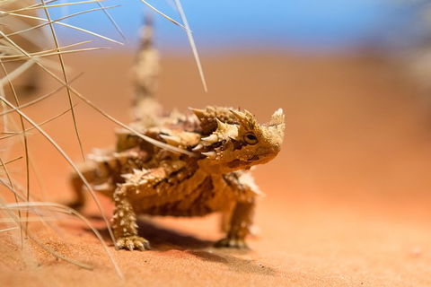 Alice Springs Desert Park General Entry Ticket - Tourism Guide 8