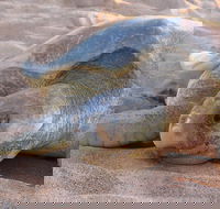 Turtle Tracks Tour to Bare Sand Island from Darwin - Tourism Guide