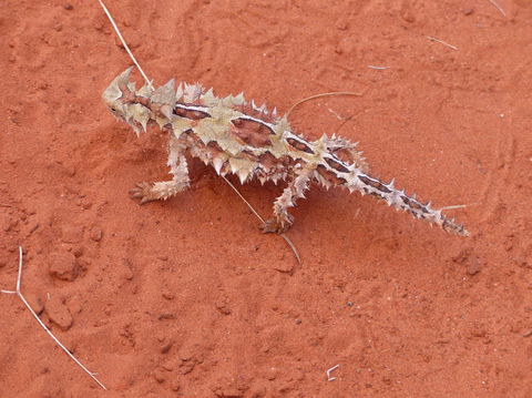 Alice Springs Highlights Half-Day Tour - Tourism Guide 5