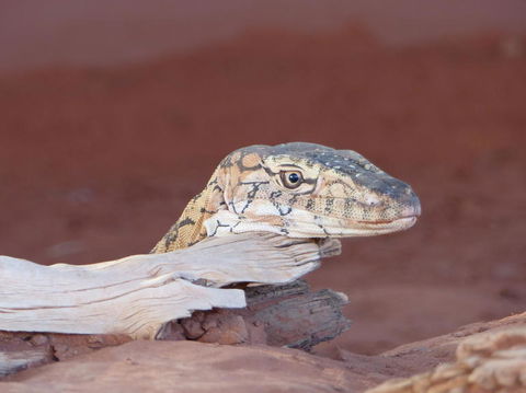 Alice Springs Highlights Half-Day Tour - Tourism Guide 6