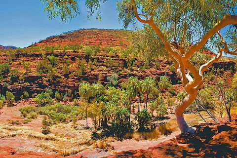 Palm Valley 4WD Tour From Alice Springs - Tourism Guide 6