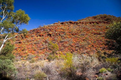 Palm Valley 4WD Tour From Alice Springs - Tourism Guide 7