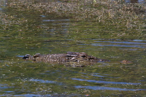 Kakadu, Nourlangie And Yellow Waters Tour From Darwin - Tourism Guide 16