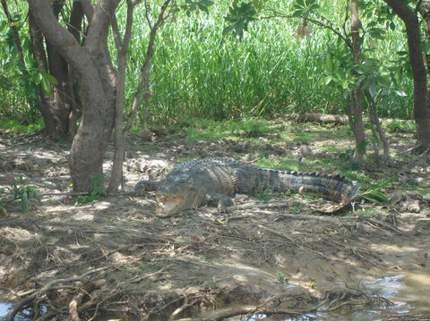 Kakadu, Nourlangie And Yellow Waters Tour From Darwin - Tourism Guide 21