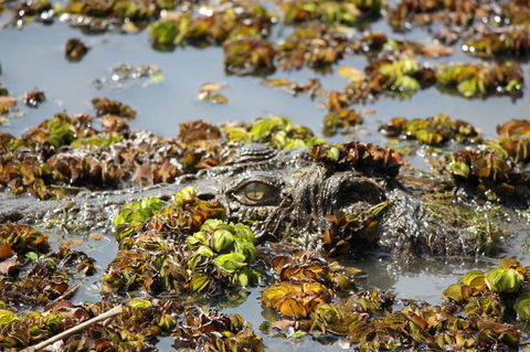 Kakadu, Nourlangie And Yellow Waters Tour From Darwin - Tourism Guide 17
