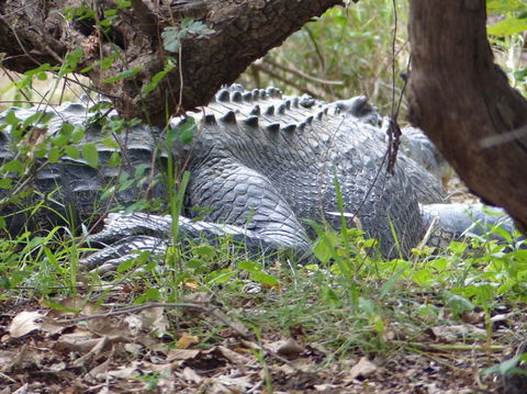 Kakadu, Nourlangie And Yellow Waters Tour From Darwin - Tourism Guide 13