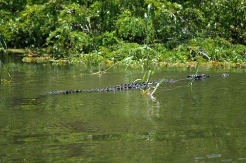 Kakadu, Nourlangie And Yellow Waters Tour From Darwin - Tourism Guide 4