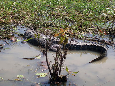 Kakadu, Nourlangie And Yellow Waters Tour From Darwin - Tourism Guide 19