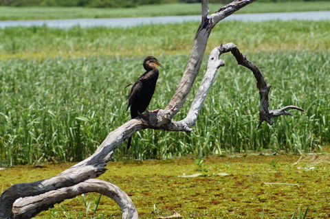 Kakadu, Nourlangie And Yellow Waters Tour From Darwin - Tourism Guide 2