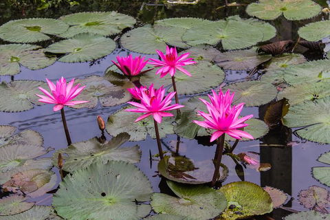Kakadu, Nourlangie And Yellow Waters Tour From Darwin - Tourism Guide 37