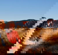 Uluru Sunrise and Kata Tjuta Half Day Trip - Tourism Guide