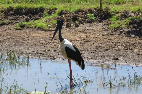 Darwin To Kakadu Day Trip By Air Including Yellow Water Cruise - Tourism Guide 12