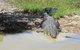 Darwin To Kakadu Day Trip By Air Including Yellow Water Cruise - thumb 5