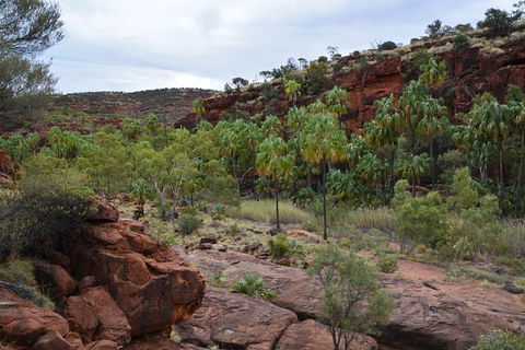 Palm Valley And Hermannsburg 1 Day 4WD Tour - Tourism Guide 0