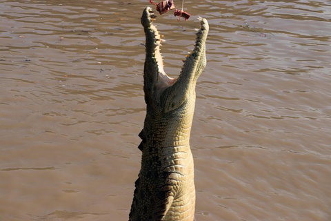Litchfield Dreams 1 Day National Park Waterfall Swimming & Jumping Croc Cruise - Tourism Guide 1