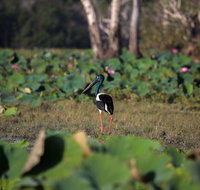 430pm Safari Cruise 1.5 Hours - Tourism Guide