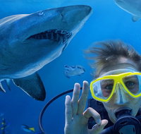 Shark Dive Xtreme at SEA LIFE Sydney Aquarium - Tourism Guide