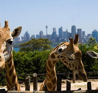 Sydney Taronga Zoo General Entry Ticket - Tourism Guide