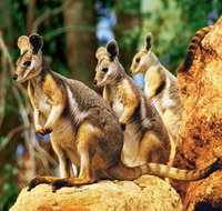 Sydney Harbour Hop On Hop Off Cruise with Taronga Zoo entry - Tourism Guide