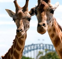 Sydney Harbour Ferry with Taronga Zoo Entry Ticket - Tourism Guide