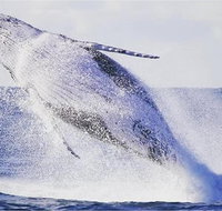 Whale Watching Sailing Experience in Sydney - Tourism Guide