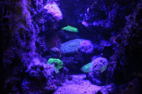 SEA LIFE Sydney Aquarium Entrance Ticket - Tourism Guide 8