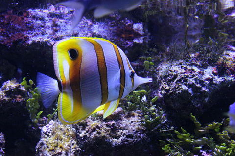 SEA LIFE Sydney Aquarium Entrance Ticket - Tourism Guide 7