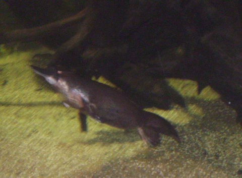 SEA LIFE Sydney Aquarium Entrance Ticket - Tourism Guide 18